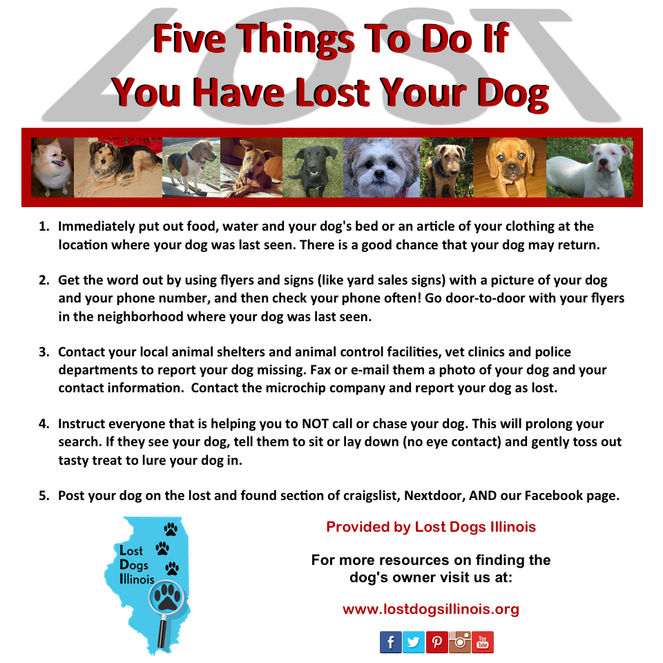 how to know your dog put down