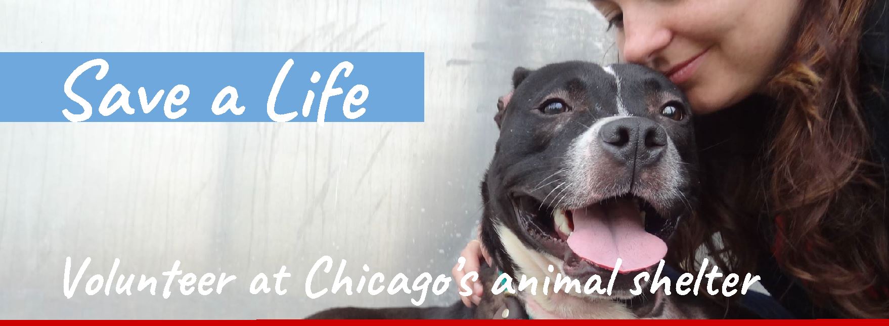 Save A Life - Volunteer at Chicago's Animal Shelter