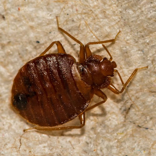 close-up photo of a bed bug from above