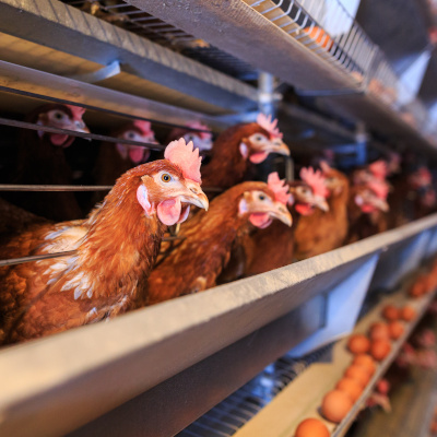 chickens in factory farm feeder cages