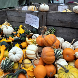 Chicago Farmers Markets